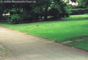 Hasen in Braunschweig