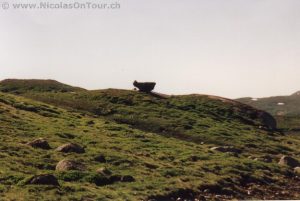 Ein auf dem Geländerücken thronender Stein