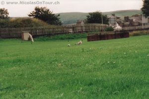 Freche Vögel auf dem Zeltplatz