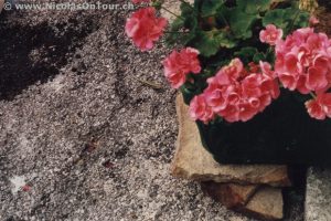 Eidechse auf dem Punto Urquiola