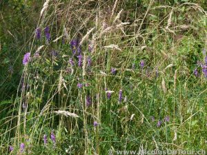 Gewächse am dänischen Strassenrand (1)