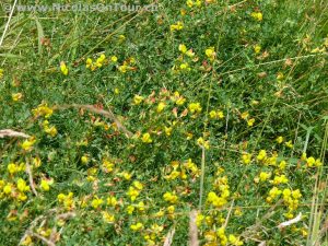 Gewächse am dänischen Strassenrand (2)
