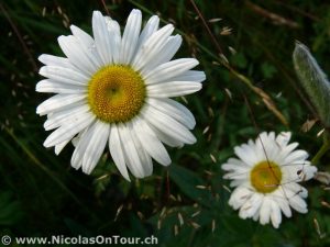 Schwedische Flora (2)