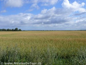 Landschaft kurz nach Mariestad