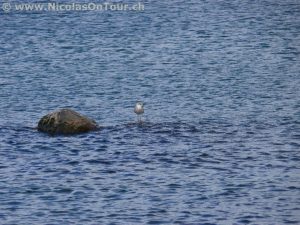Ein Vogel im Vättern (1)