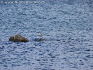 Ein Vogel im Vättern (2)