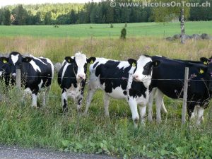 Neugierige aber scheue Rinder (1)