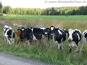 Neugierige aber scheue Rinder (2)