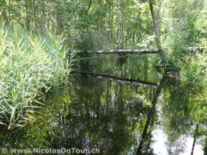 Bächlein nach Sävsjö (1)