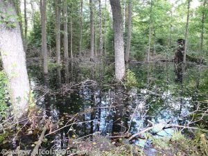 Wald unter Wasser