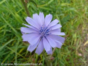 Schwedische Flora (2)