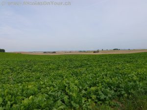 Landschaftsbilder auf der Fahrt von Hässleholm nach Malmö (9)