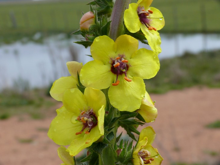 Fr 12.09.2008 | Melo – Salto