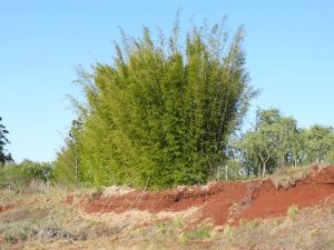 18.09.2008 | Rote Erde