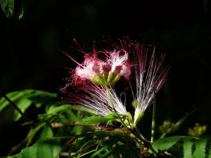 24.09.2008 | Cataratas del Iguazú