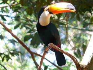 26.09.2008 | Güira Oya