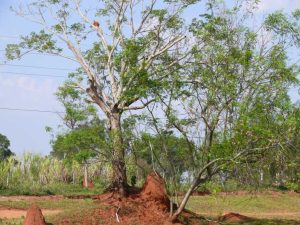 28.09.2008 | Paraguay