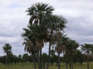 30.09.2008 | Unter argentinischen Palmen