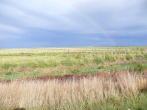 14.10.2008 | Regenbogen über der Graslandschaft
