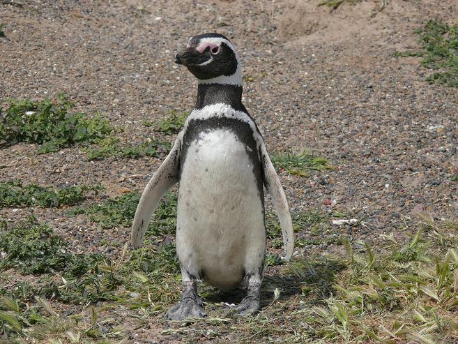 Do 23.10.2008 | Santa Rosa – Puerto Madryn