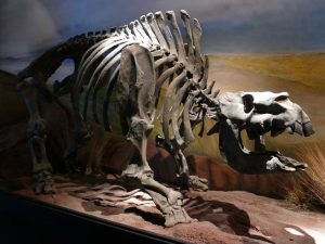 22.10.2008 | Paläntologisches Museum Trelew