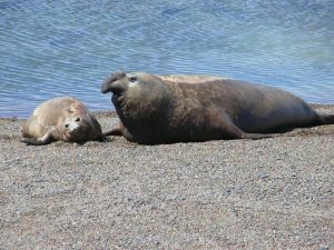 23.10.2008 | Seeelefanten auf der Península Valdés
