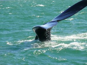 23.10.2008 | Waljagd mit Kamera vor der Península Valdés