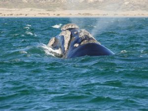 23.10.2008 | Waljagd mit Kamera vor der Península Valdés