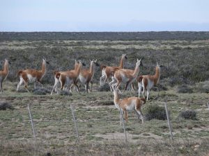 06.11.2008 | Guanaco-Herde