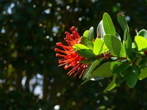 16.11.2008 | Feuerbusch