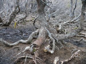17.11.2008 | Aufstieg zum Cerro Guanaco