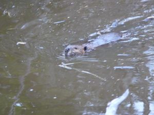 27.11.2008 | Biber beim Landgang in der Bahía Wulaia