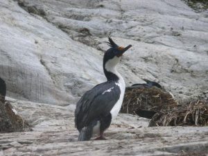 28.11.2008 | Kormoran