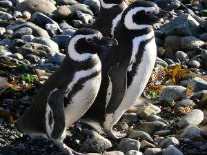 29.11.2008 | Pinguine auf der Isla Magdalena
