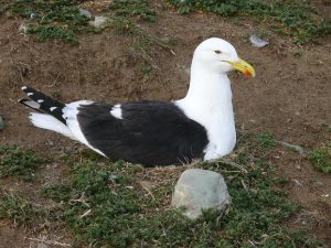 29.11.2008 | Weiterer Bewohner der Isla Magdalena