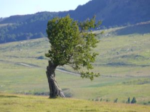 28.12.2008 | Ein Baum wie auf den Strassenschildern...