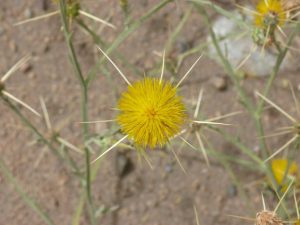 19.02.2009 | Blumen mit Stacheln