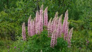 Farbtupfer am Wegesrand