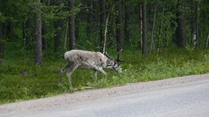 Rentier am Strassenrand bei Arvidsjaur