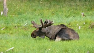 Elch im Tierpark von Lycksele