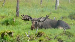 Noch ein Elch im Tierpark von Lycksele