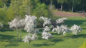 22.04.2011 | Blühende Bäume, Schwarzwald