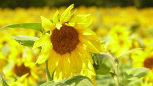 Sonnenblume in strahlendem Sonnenschein