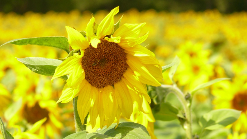 Sa 06.08.2011 | Riesa – Gross Särchen