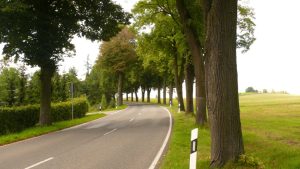 Eine von vielen durchfahrenen Alleen