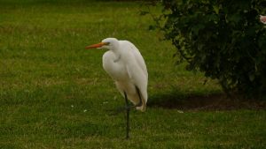 Ein Storch auf Besuch im Hotel Luján