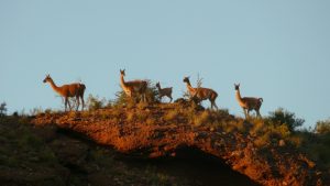 Guanaco-Familie inspiziert den Zeltplatz...