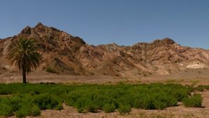 Palmen und Felsen im Valle de Calingasta
