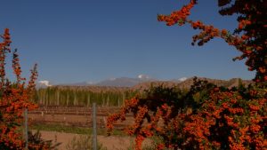 Im Valle de Calingasta