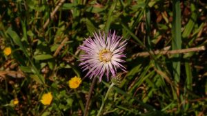 Frühling in Andalusien